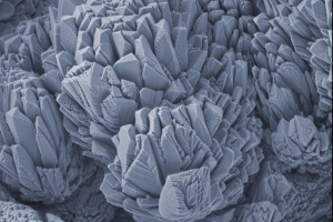 Best micrograph contest - 11th May 2023